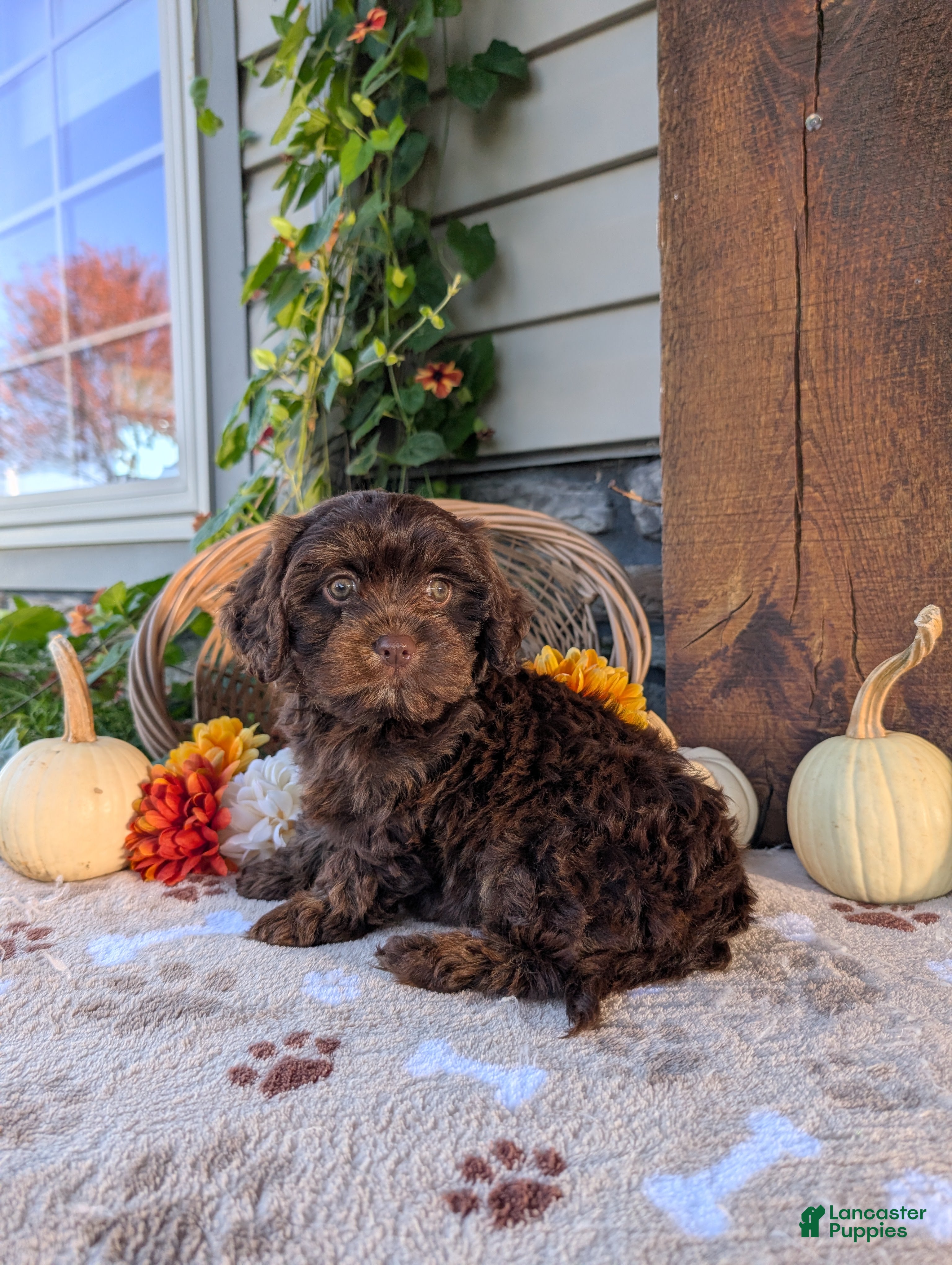 Cavapoo dogs for sale: Susie  - Ad 2
