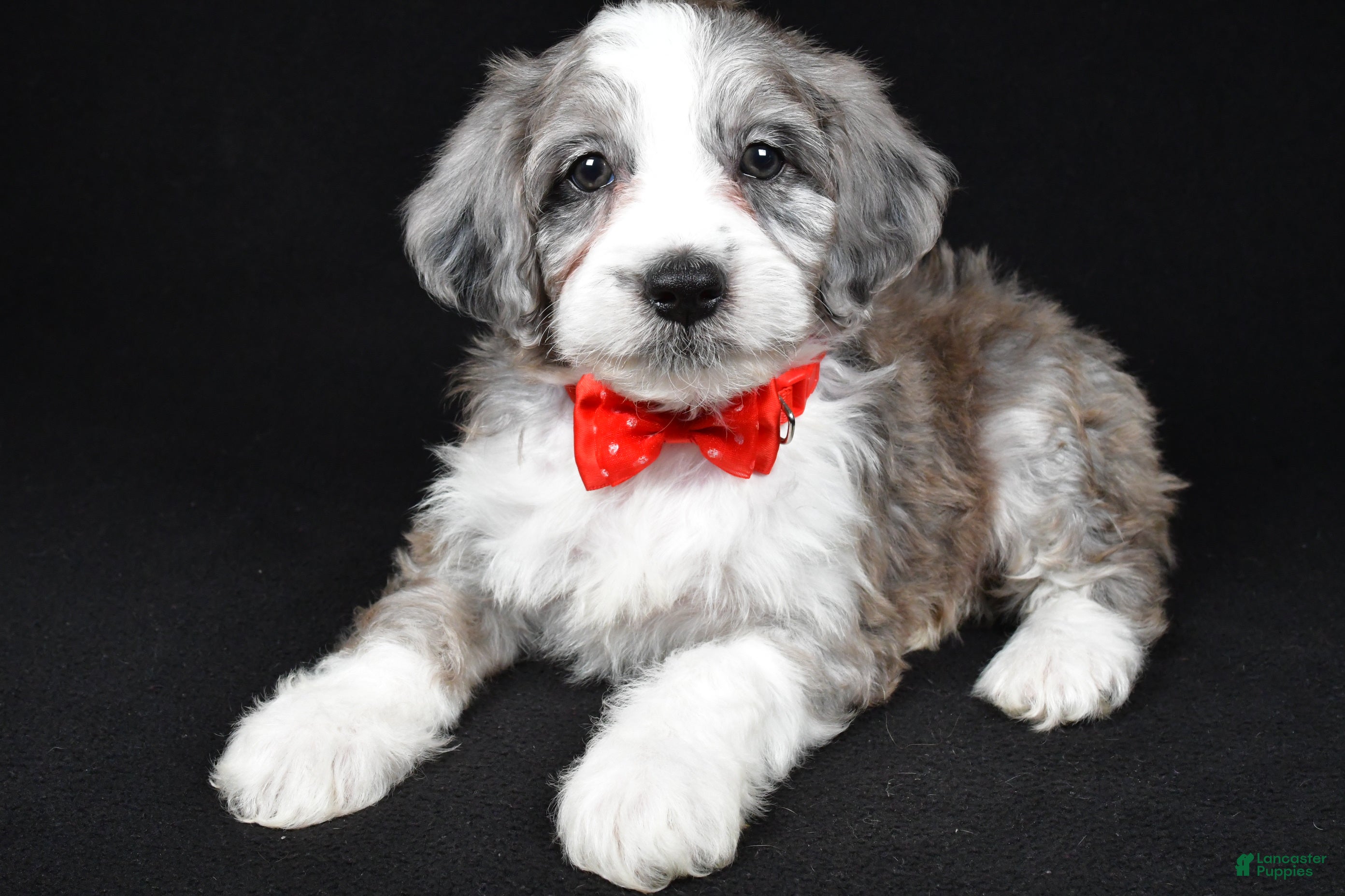 Mini Aussiedoodle dogs Ned - Ad 1