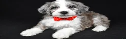Mini Aussiedoodle dogs for sale: Ned - Ad 1