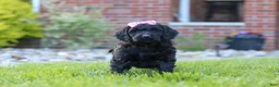Newfypoo dogs for sale: Sofie - Ad 4