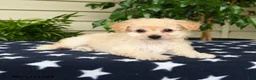 Bichpoo dogs for sale: Amber - Ad 2