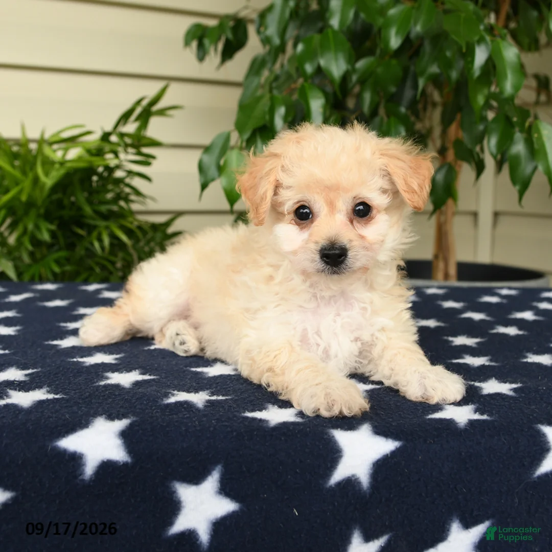 Bichpoo dogs for sale: Amber - Ad 2