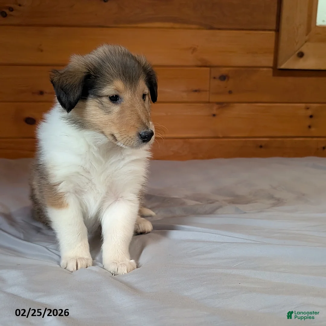 Collie dogs for sale: Carin - Ad 3