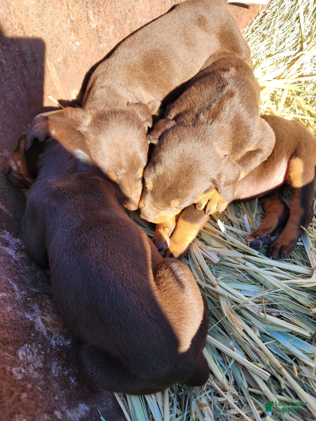 Doberman Pinscher dogs for sale: Poppy F1 - Ad 3