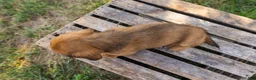 Miniature Dachshund dogs for sale: Peanut - Ad 11