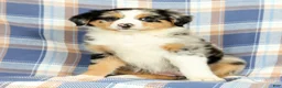 Australian Shepherd dogs for sale: Macey - Ad 4