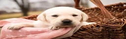 Labrador Retriever dogs for sale: Shalom - Ad 2