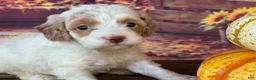 Cockapoo dogs for sale: Ruby - Ad 7