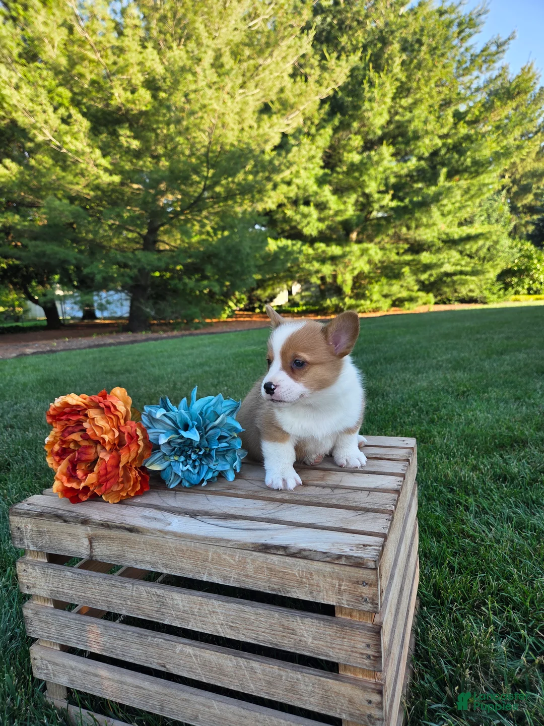 Welsh Corgi Pembroke dogs for sale: Sandy - Ad 2