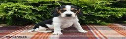 Beagle dogs for sale: Blitz - Ad 5