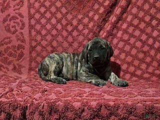 English Mastiff dogs Delilah - Ad 1