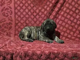 English Mastiff dogs Delilah - Ad 14