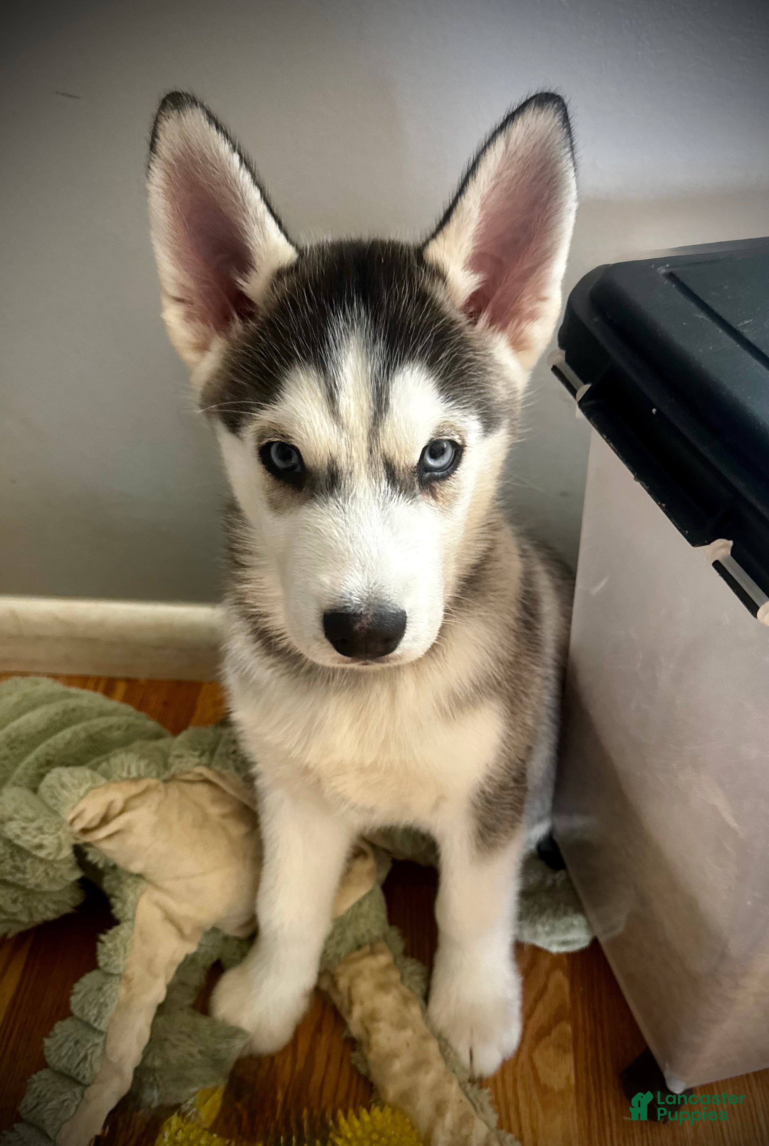 Siberian Husky dogs Siberian Husky Puppy 1 - Ad 3