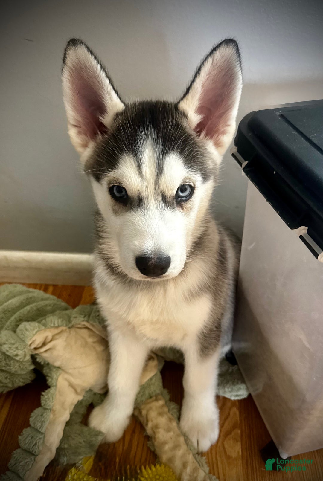 Siberian Husky dogs for sale: Siberian Husky Puppy 1 - Ad 1