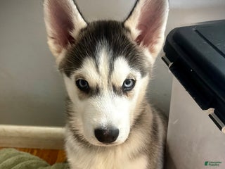 Siberian Husky dogs Siberian Husky Puppy 1 - Ad 40