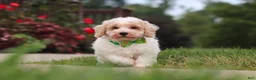 Bichpoo dogs for sale: Benji - Ad 3