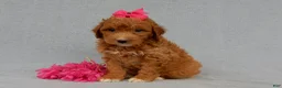Mini Goldendoodle dogs for sale: Betsie - Ad 4
