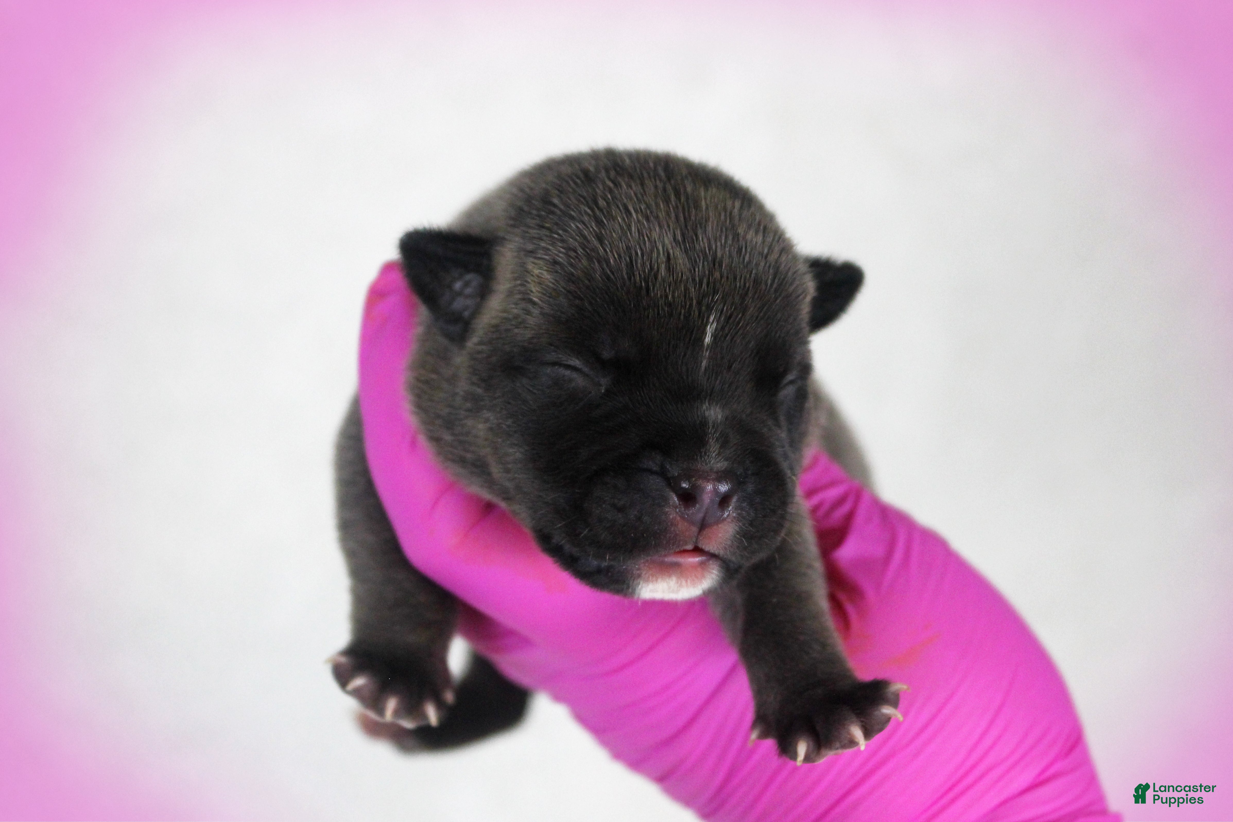 American Bully dogs Black Seal Female - Ad 1