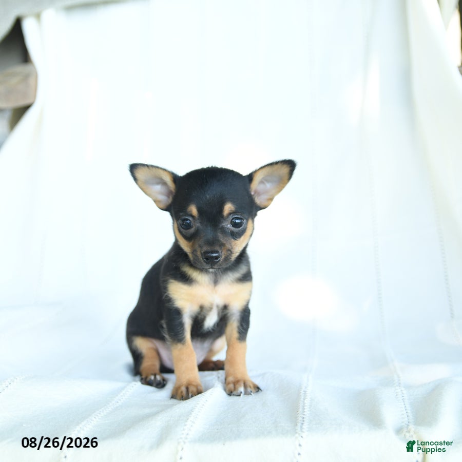 Chihuahua dogs Tibbit - Ad 2
