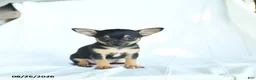 Chihuahua dogs for sale: Tibbit - Ad 2