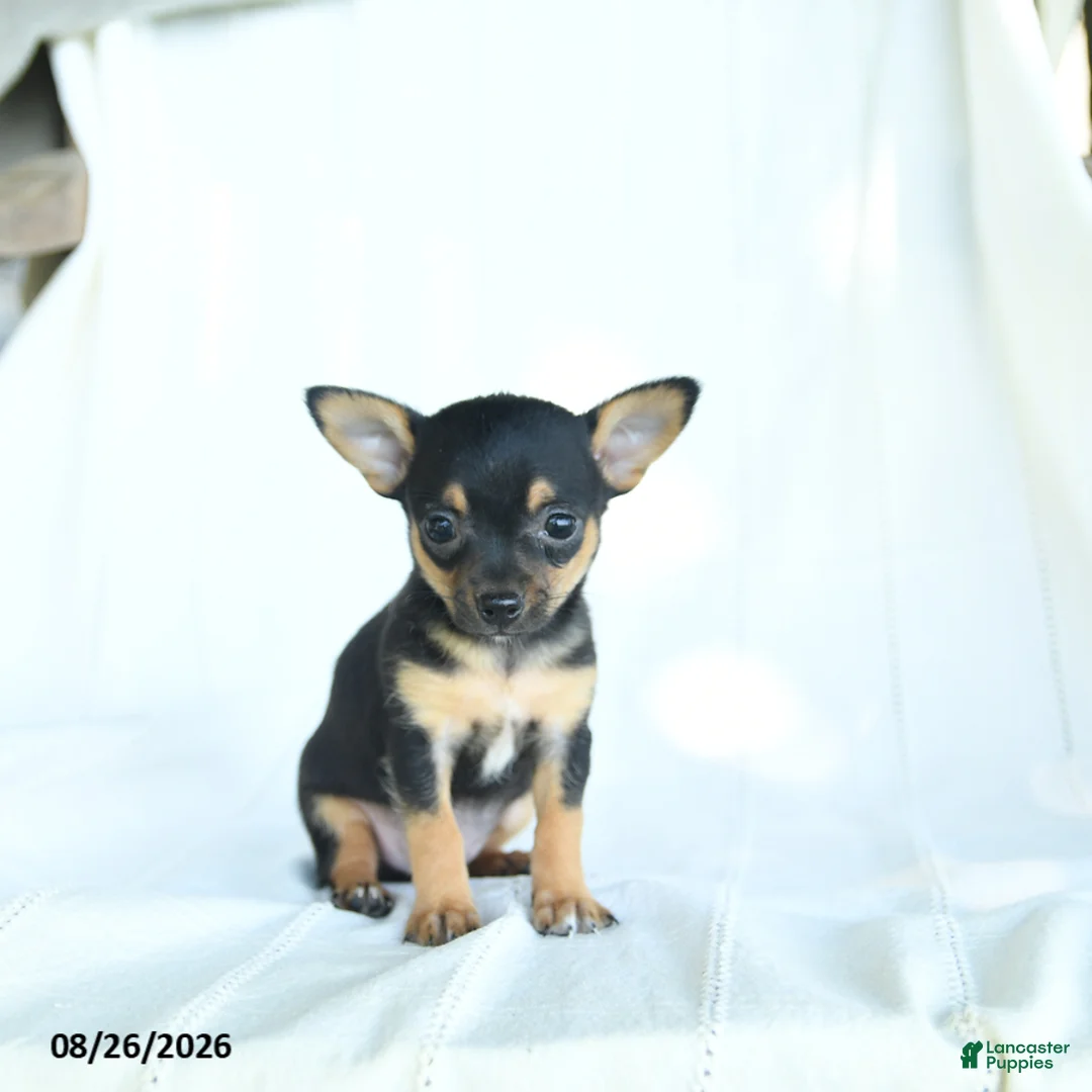 Chihuahua dogs for sale: Tibbit - Ad 2