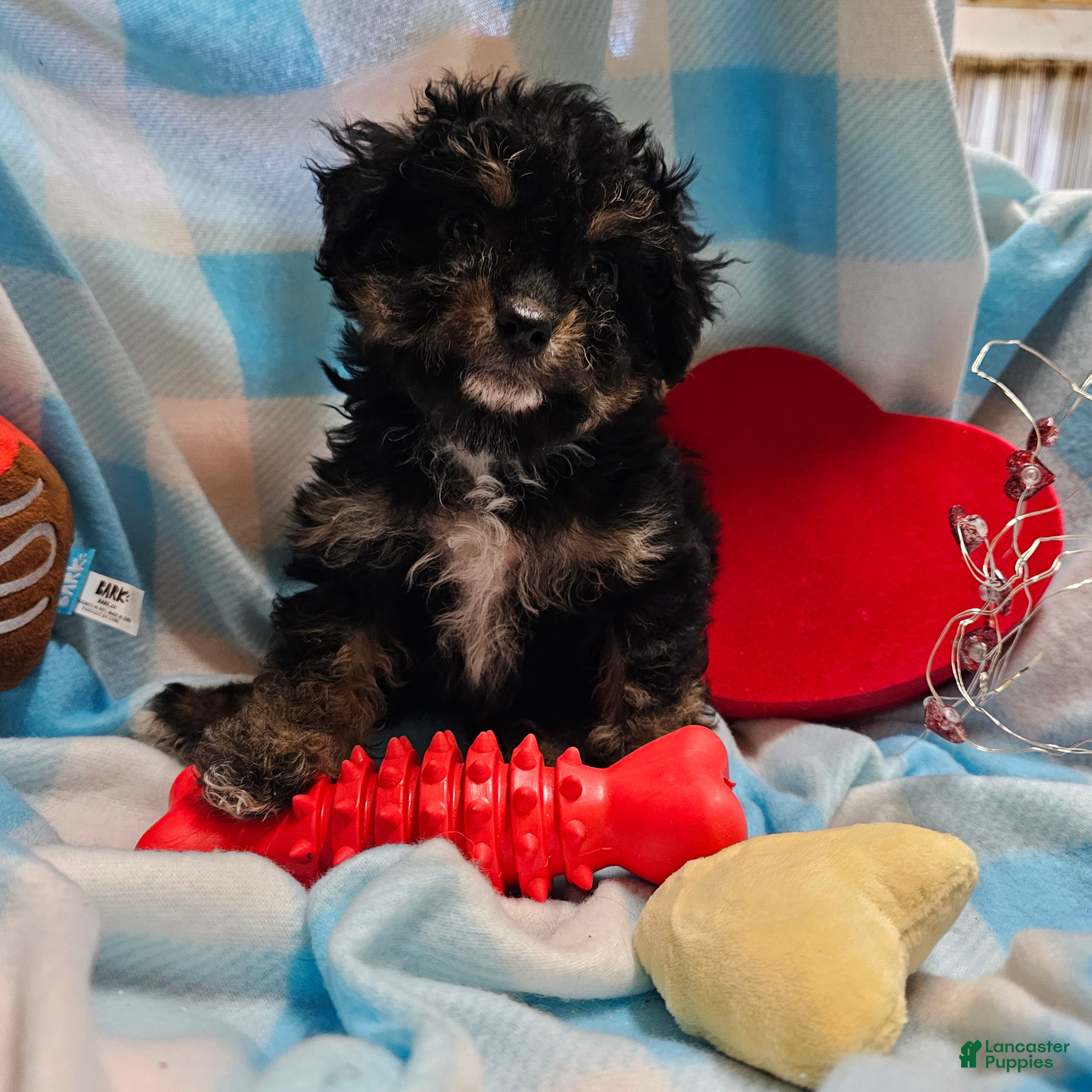 Cavapoo dogs POMAGRANT - Ad 2