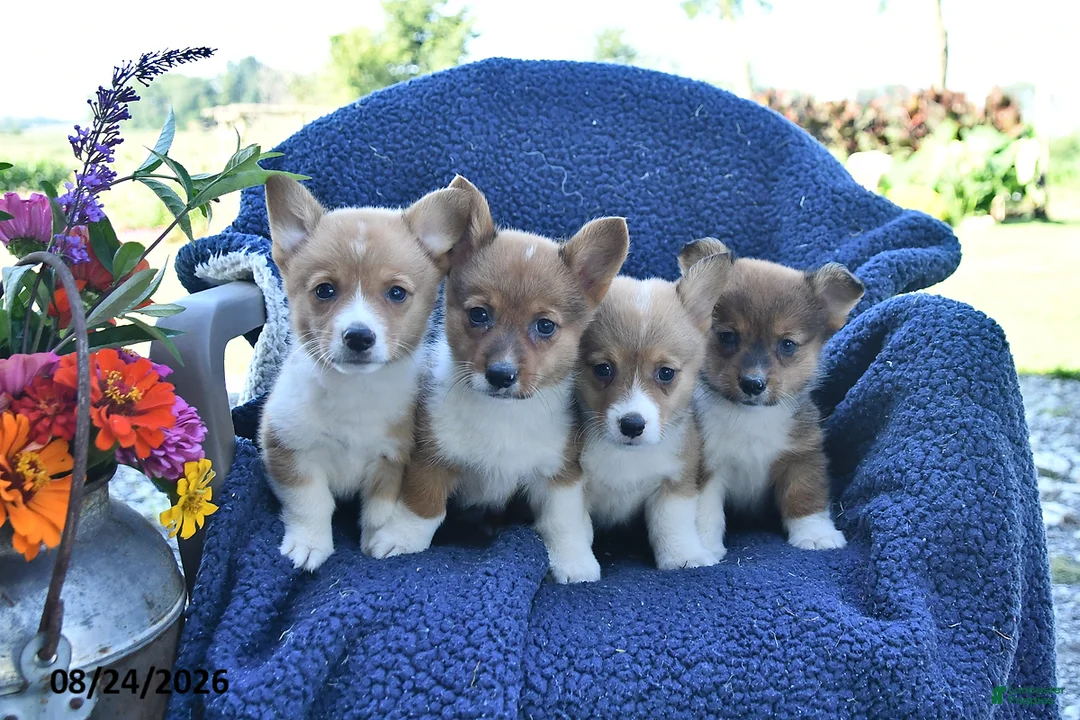 Welsh Corgi Pembroke dogs for sale: Sparky - Ad 5