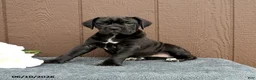 Cane Corso dogs for sale: Catalina - Ad 3