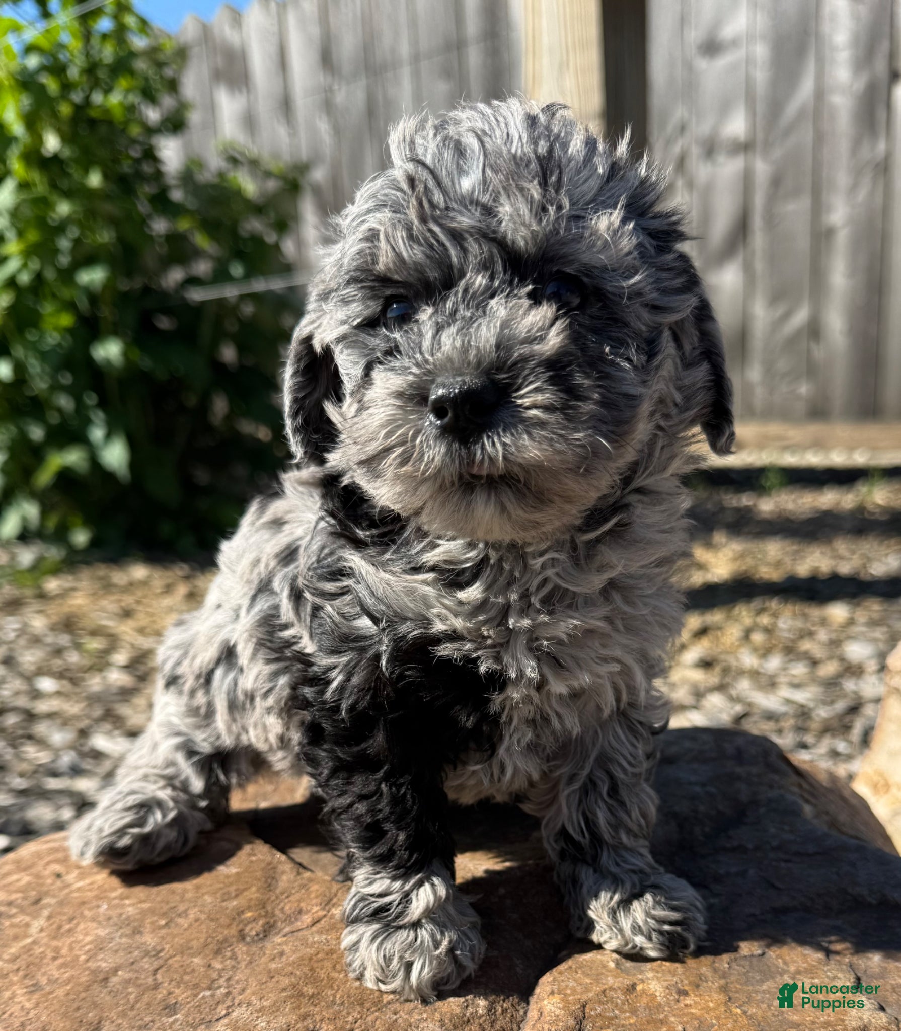 Schnoodle dogs Samantha - Ad 4