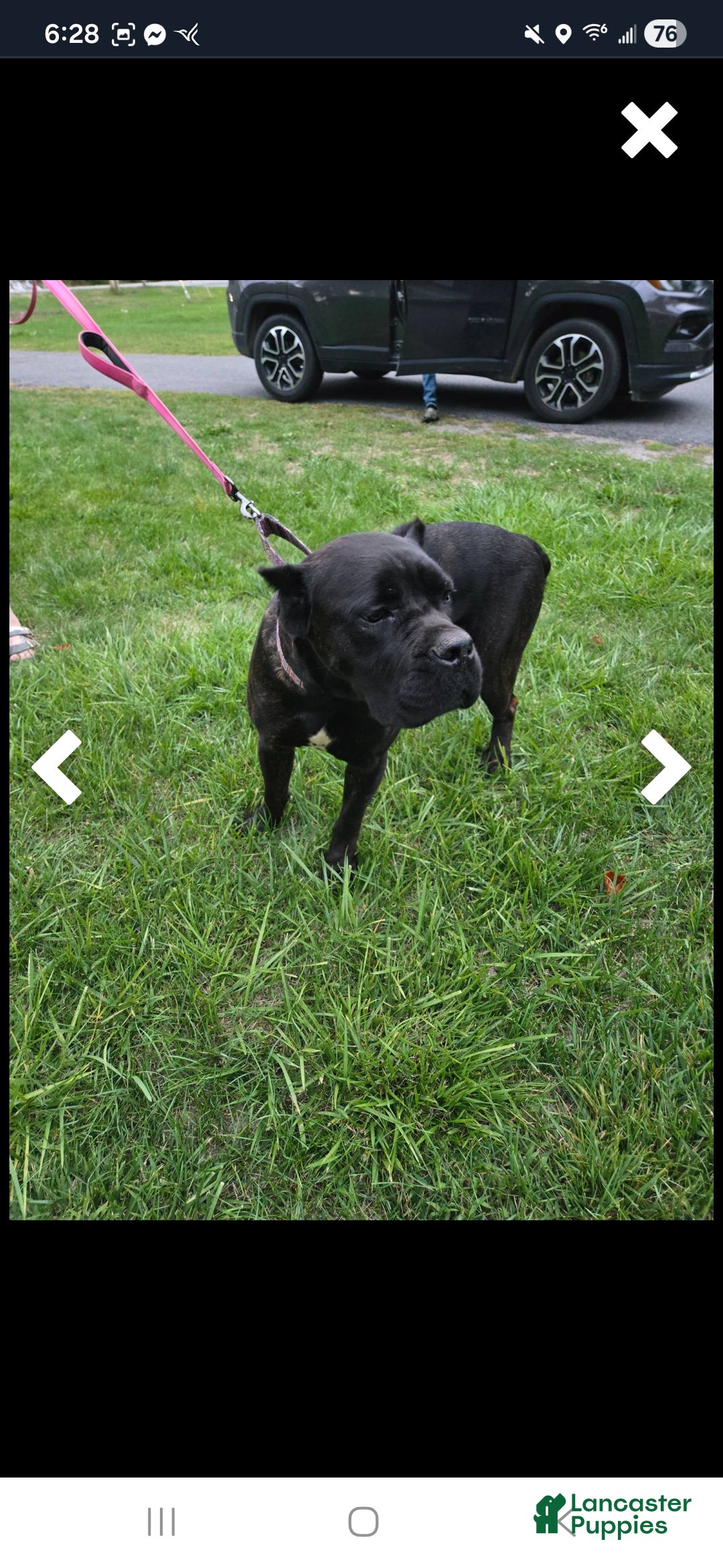 Cane Corso dogs Cane Corso Puppy 1 - Ad 18