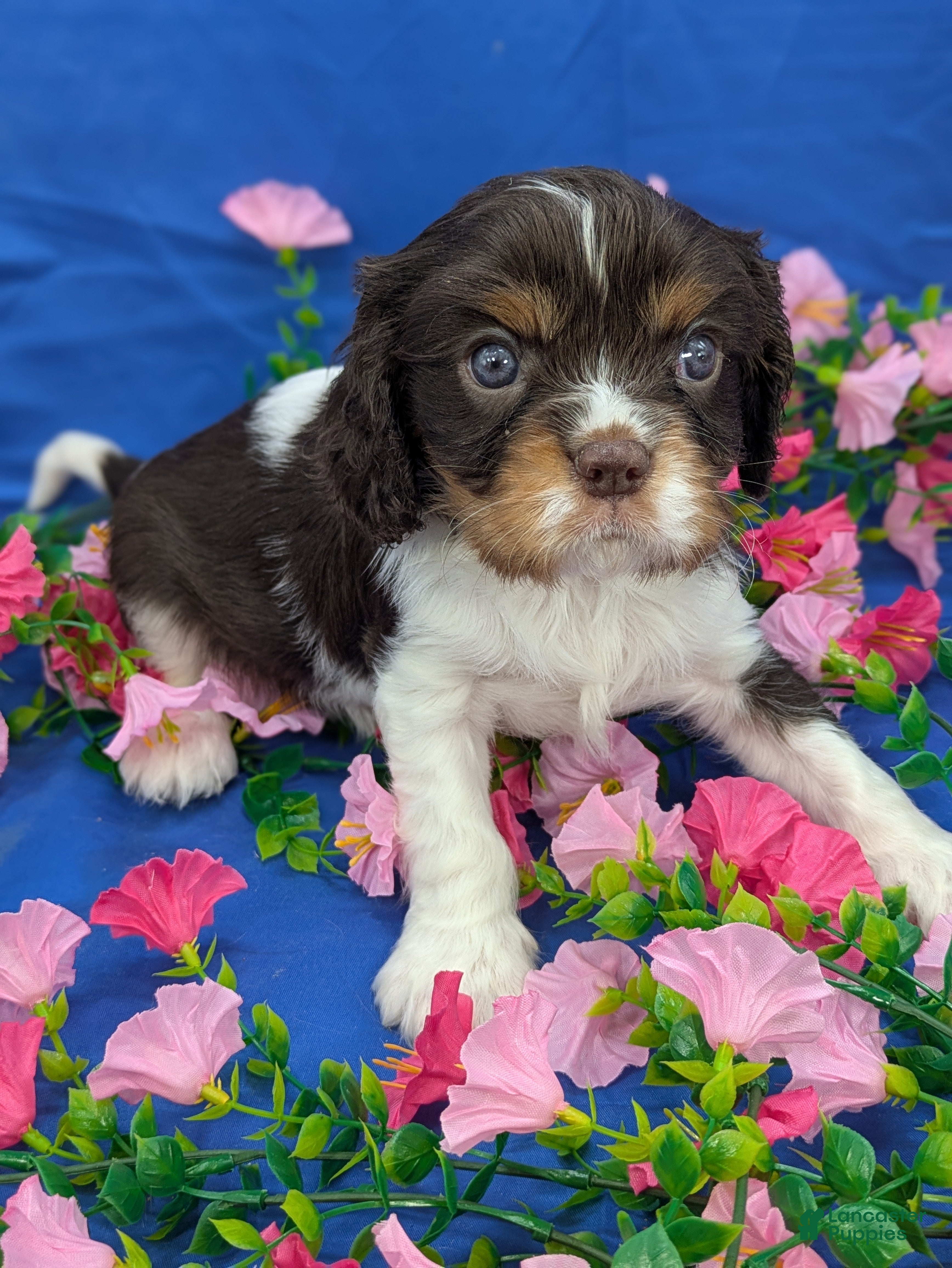 Cavalier King Charles Spaniel dogs Whiskey  - Ad 1