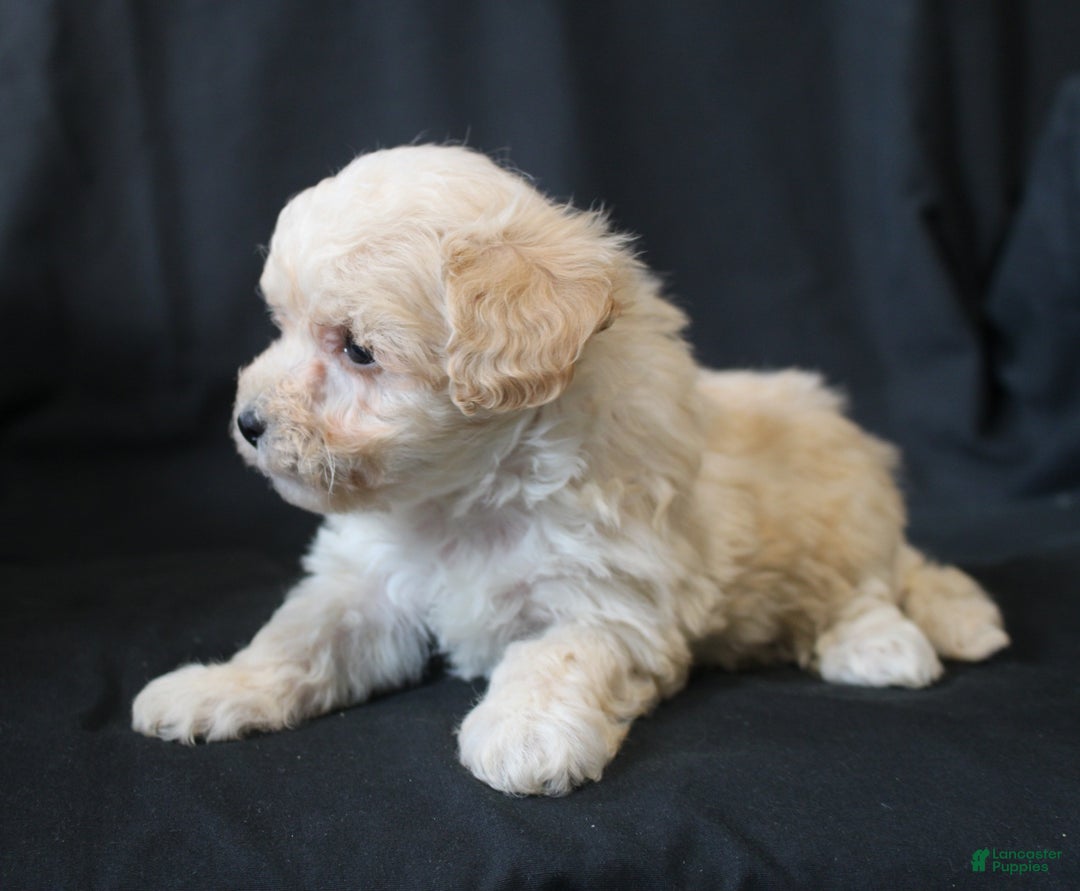 Bichpoo dogs for sale: Butch - Ad 7