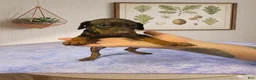 Doberman Pinscher dogs for sale: Roscoe - Ad 1