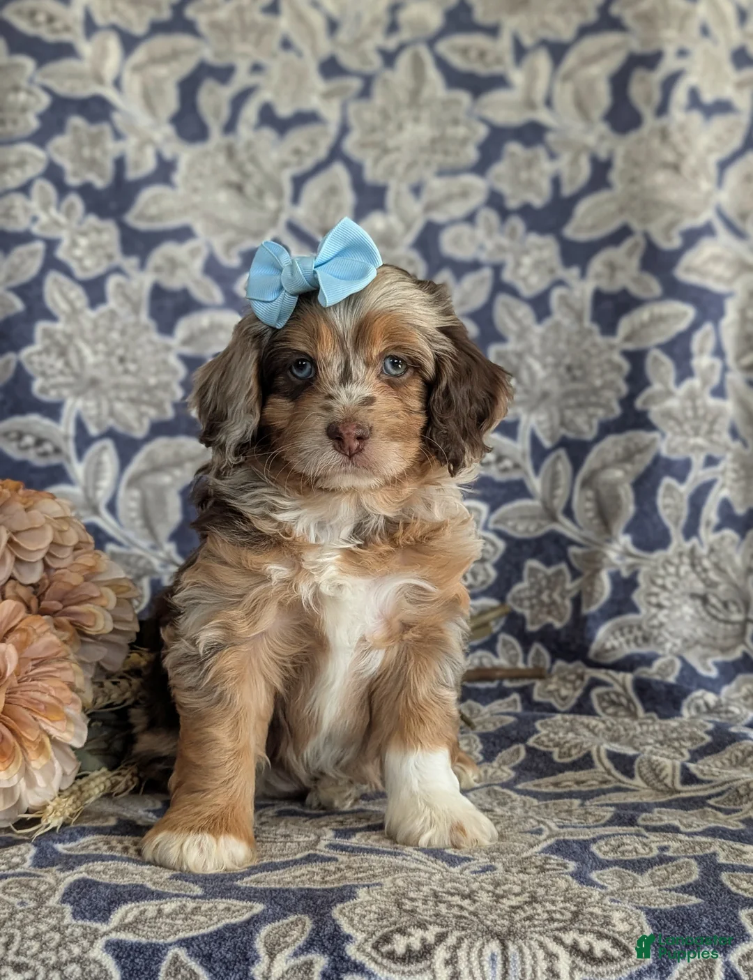 Cockapoo dogs for sale: Lonna  - Ad 2