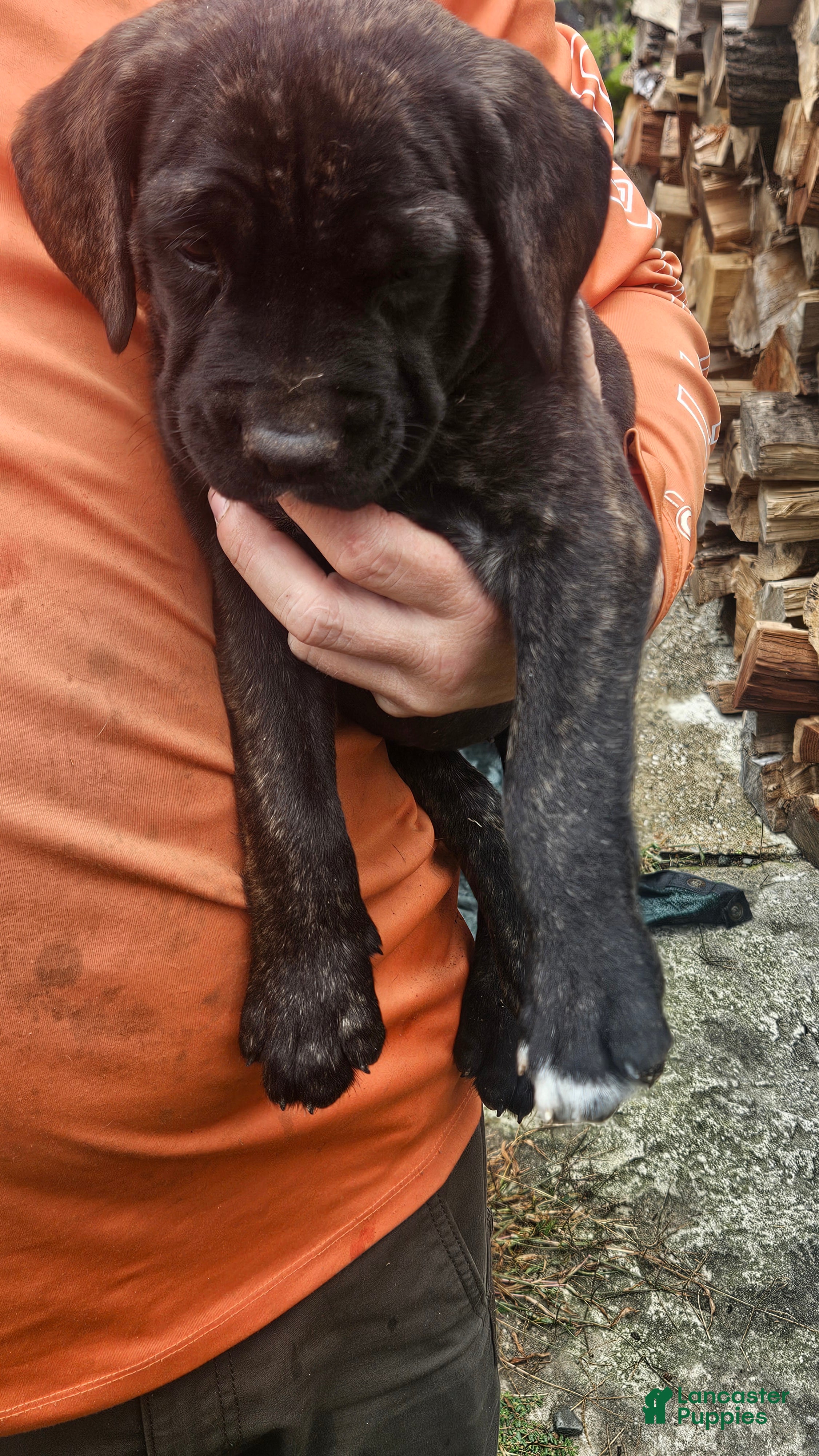 Cane Corso dogs for sale: Cane Corso 6 - Ad 2