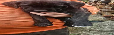 Cane Corso 6
