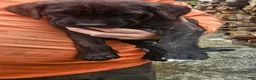 Cane Corso dogs for sale: Cane Corso 6 - Ad 1