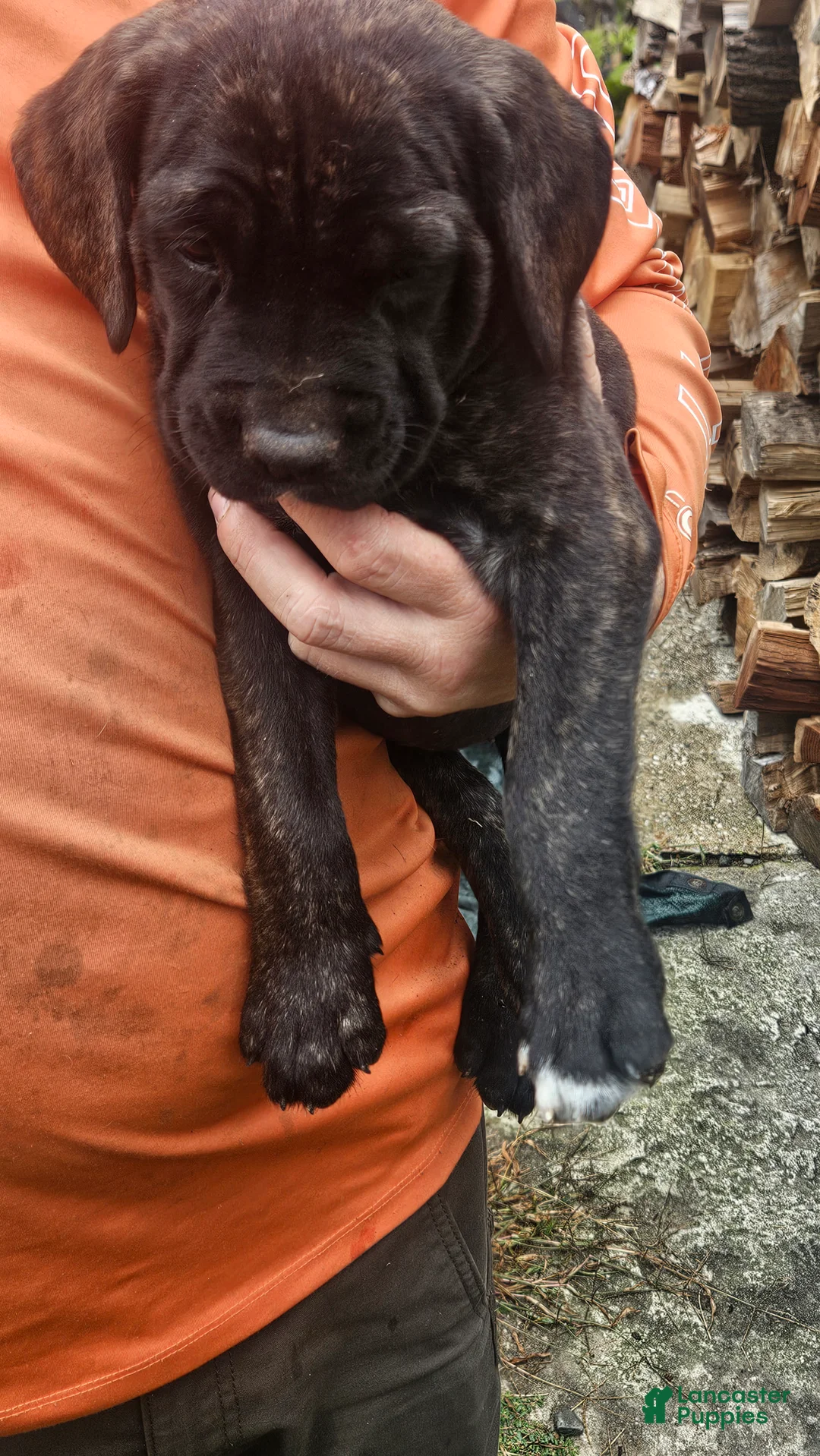 Cane Corso dogs for sale: Cane Corso 6 - Ad 1