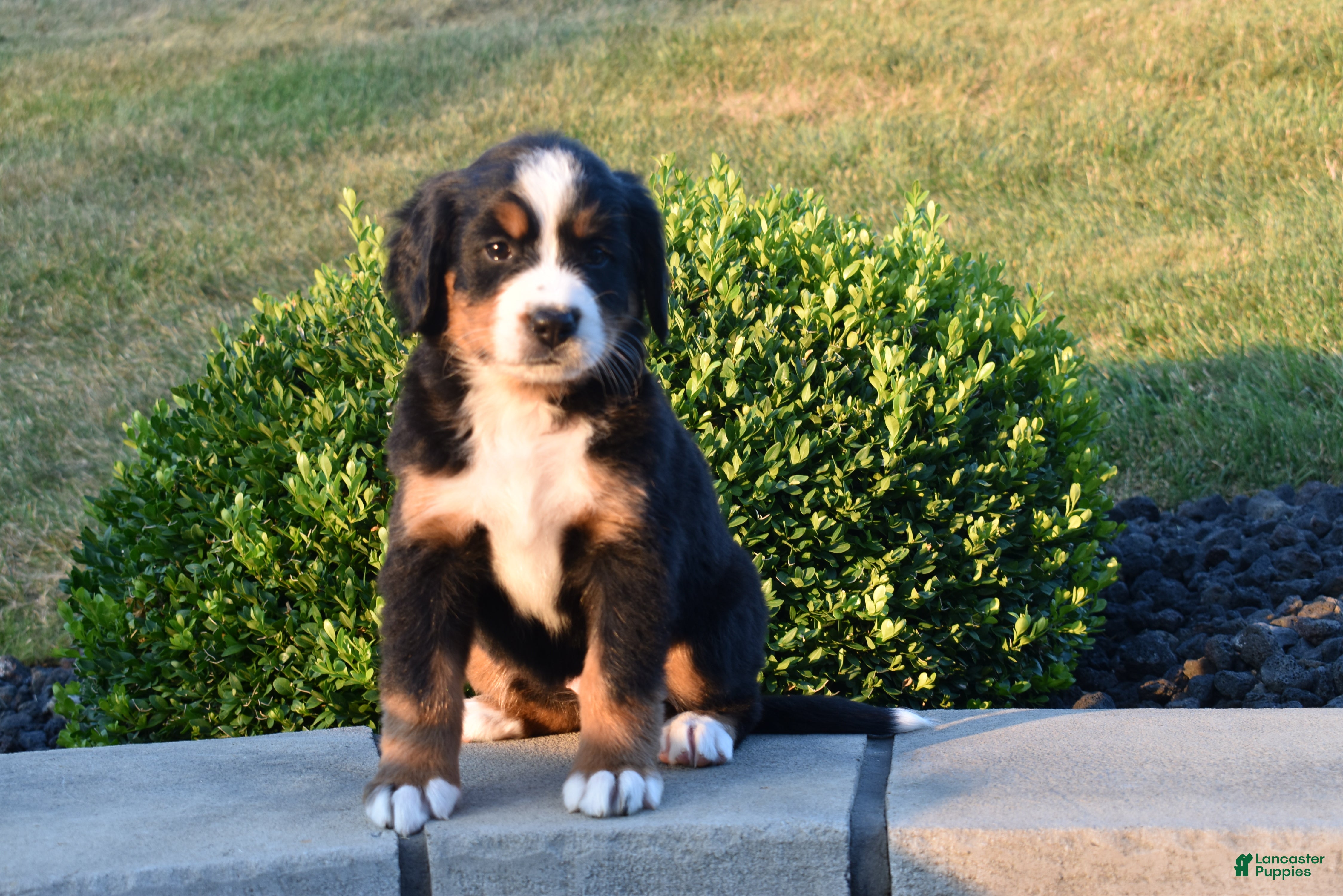 Bernese Mountain Dog dogs Hailey  - Ad 1