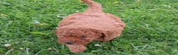 Mini Goldendoodle dogs for sale: Tommy - Ad 3