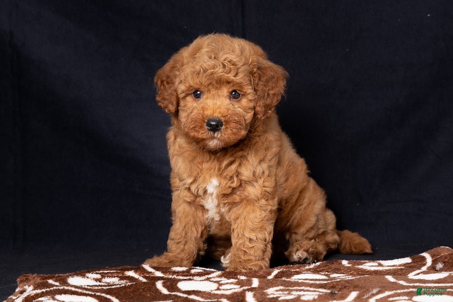 Mini Goldendoodle dogs for sale: Len - Ad 4