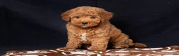 Mini Goldendoodle dogs for sale: Len - Ad 1