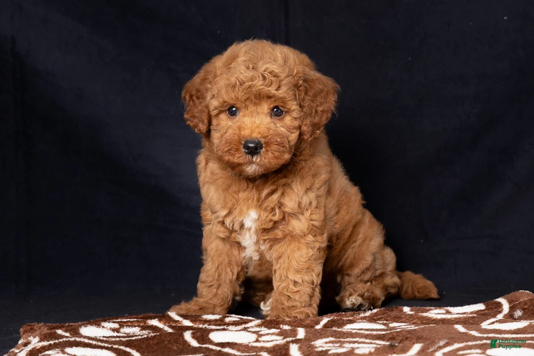 Mini Goldendoodle dogs for sale: Len - Ad 1