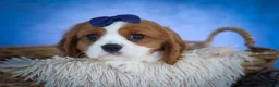Cavalier King Charles Spaniel dogs for sale: Patches💙 - Ad 13