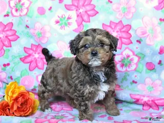 Havapoo dogs for sale: Harley - Ad 3