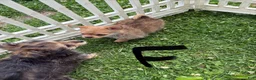 Chorkie dogs for sale: Chorkie 2 - Ad 2