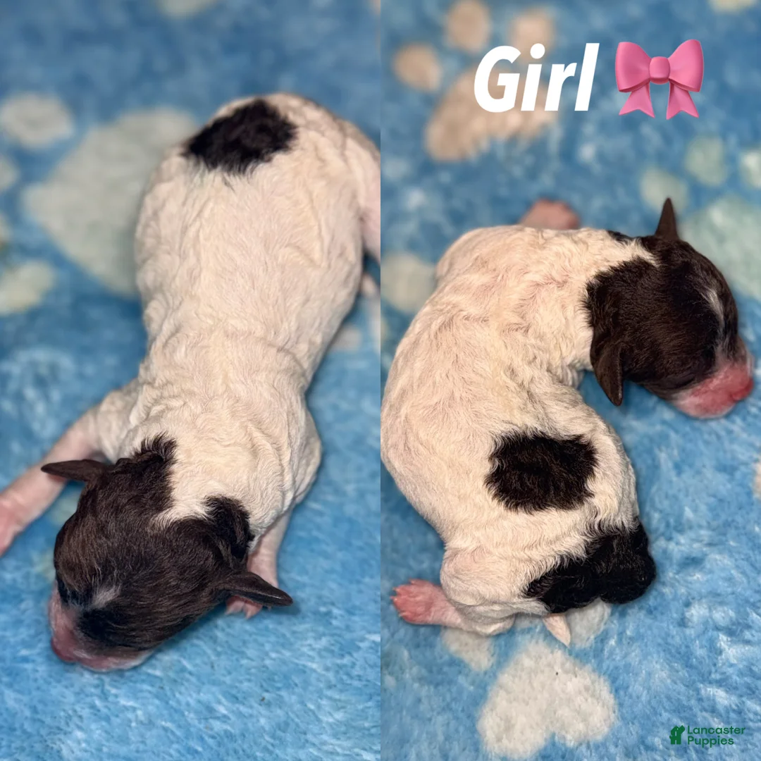 Miniature Poodle dogs for sale: Miniature Poodle Puppy 3 - Ad 1