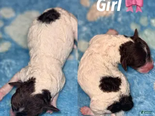 Miniature Poodle dogs Miniature Poodle Puppy 3 - Ad 2