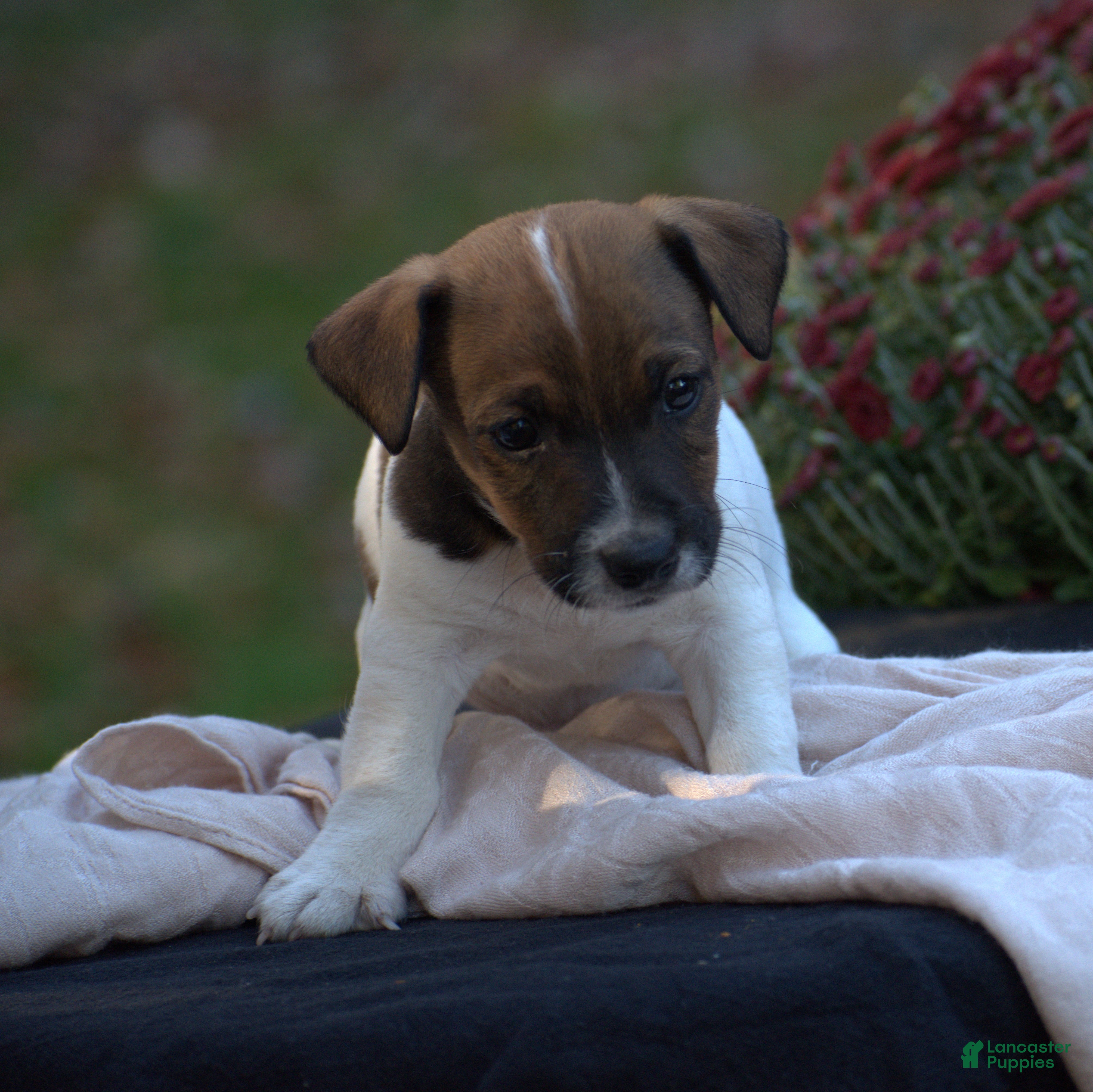 Jack Russell Terrier dogs for sale: Culver - Ad 40