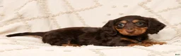 Miniature Dachshund dogs for sale: Fiona - Ad 6